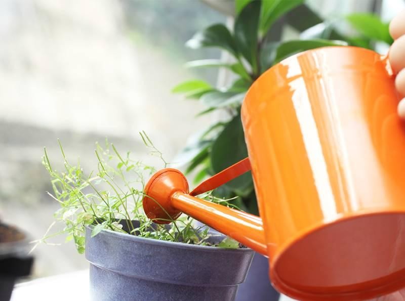 Để ngôi nhà luôn thoảng hương dễ chịu