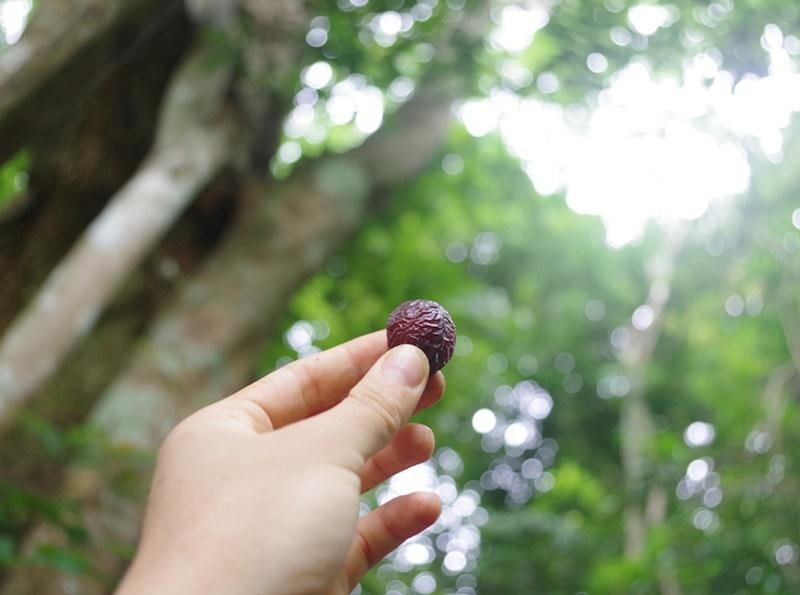 Quả bồ hòn - Món quà từ thiên nhiên